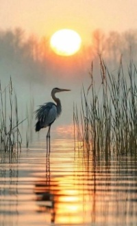 Heron