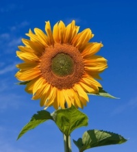 Sunflower under a Blue Sky