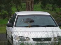 Heron - Maybe a place to build a nest.