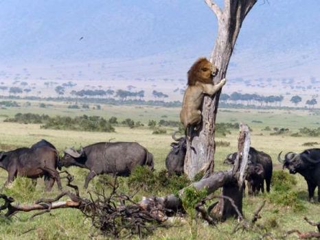 Lion escaping a herd of buffalo