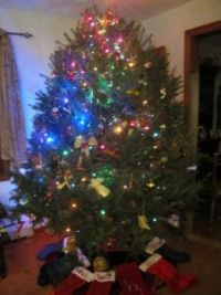 My tree
