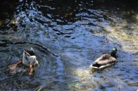 Ducks being ducks