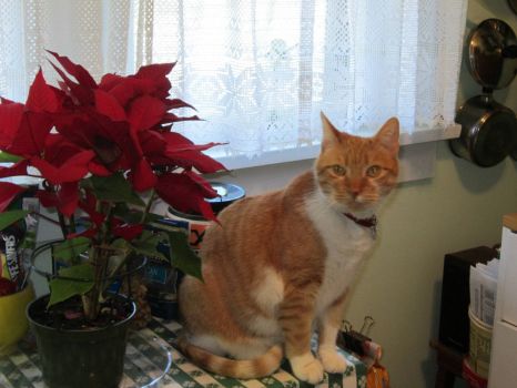 Cookie and her Poinsettia