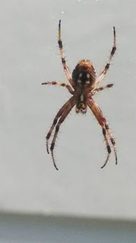 work mascot