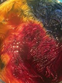 Fiona Sedick's Hand-Dyed Yarn - medium
