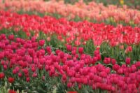 Oregon tulips