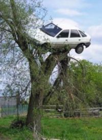Car up a tree