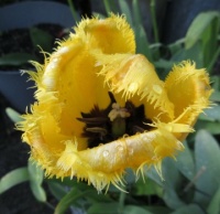 Yellow Franje Tulp  -  fringe Tulip....(inside close-up)