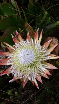 Protea cynaroides