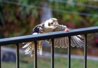 Kookaburra  swooping on meat on back railing.