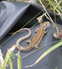 Common lizard