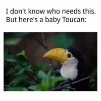 Baby Toucan ~🙃~💙 ~