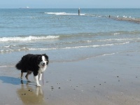Sam too loved the beach! ❤️