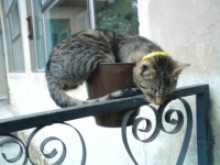 Growing cats in plant pots 2