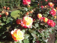 Portland Oregon Roses