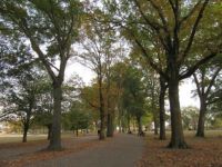 In the Park