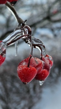 Ice Storm in West Virginia - January 2025