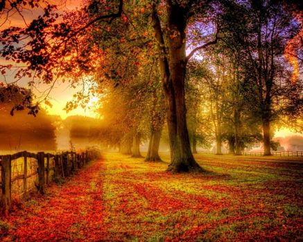 fall nature