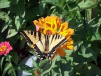 butterfly in my garden