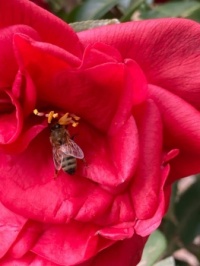 One of my pet bees collecting pollen from a camellia flower. I think this is Herny. Or Floyd. Maybe Jose.