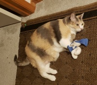 Ginger with favourite toy  2025/02/27