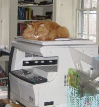 Copy Cat