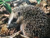 egel  