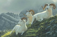 Dall Sheep