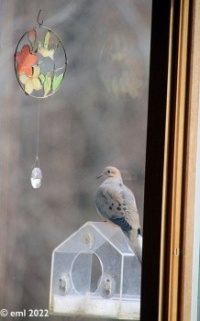 Mourning Dove collage