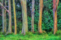  Rainbow Eucalyptus