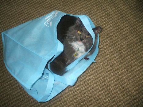 My sister's cat, Mango, in a bag