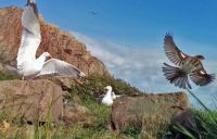 Swedish birds