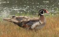 Wood duck
