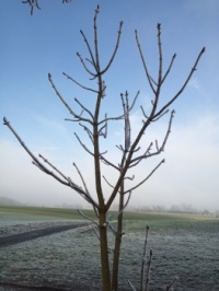A cold day with sun and fog