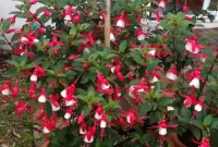 Fucshia in full bloom