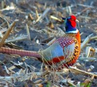 Pheasant in IA early spring