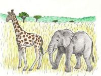 Giraffe and Elephant
