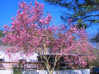 Japanese Tulip Tree...