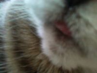 a pretty little kitty tongue