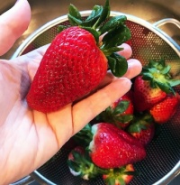 Wow!  Big strawberries!