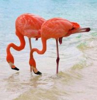 'Flamingos unusual stance'..