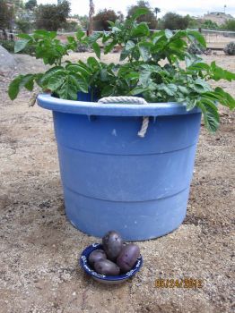 The first of my purple potato crop!