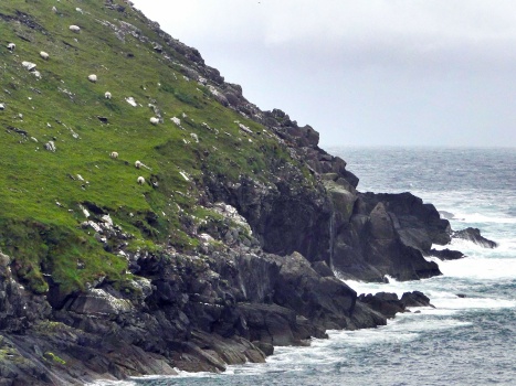 Sheep on Ireland's West Coast