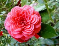 Symmetry in Nature_Camelia