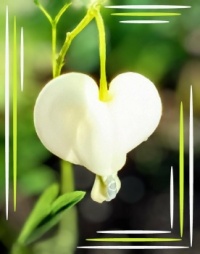 🌿🤍🌿 White 🌿🤍🌿