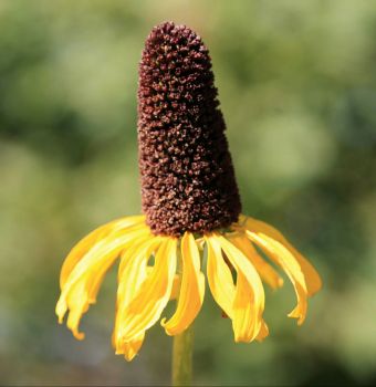 Mexican Hat/ Upright prairie coneflower