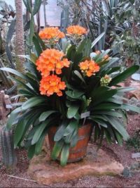 Clivia is a native plant from South Africa