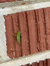 Baby Grasshopper