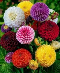 Zinnias Galore for TX94