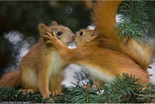 squirrel love small